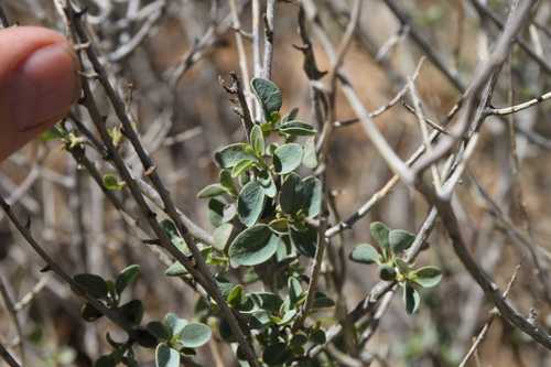 Euphorbia guerichiana image