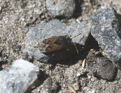 Trapezonotus arenarius