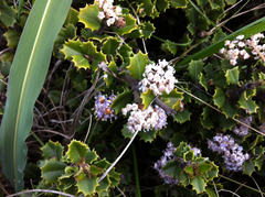 Ceanothus decornutus