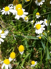 Matricaria
