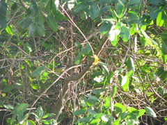 Coereba flaveola caboti