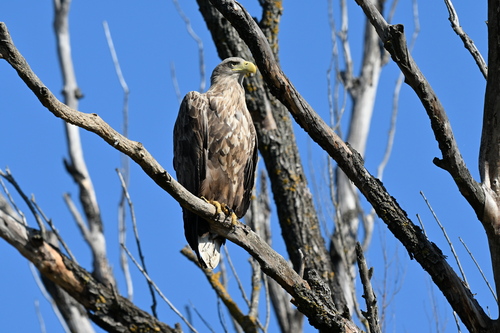 White-tailed Eagle