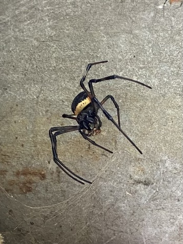 African Hermit Spider
