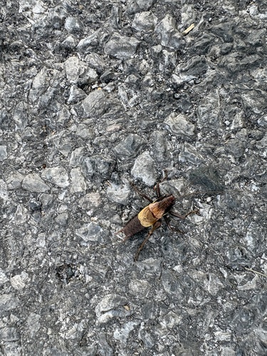 Alpine Dark Bush-cricket