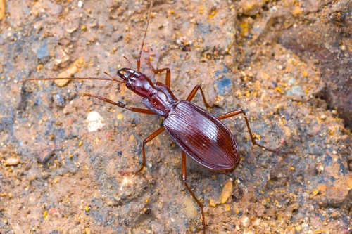Jujiroa inexpectata