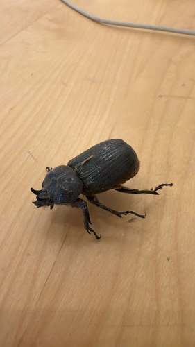 Triceratops Beetle