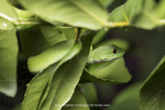 Trimeresurus macrops