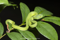 Trimeresurus macrops
