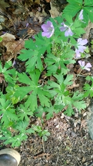 Geranium bicknellii