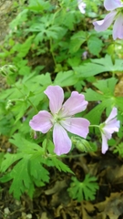 Geranium bicknellii