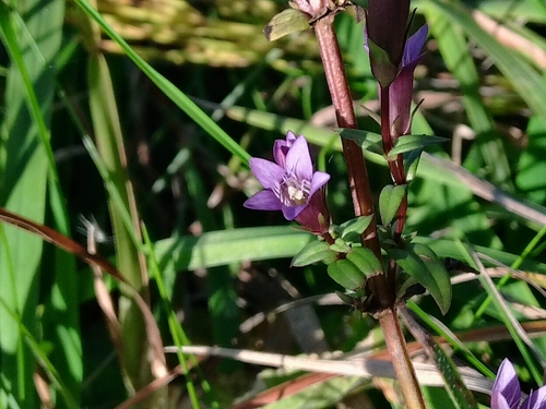 Gentianella amarella observed 2026-10-06
