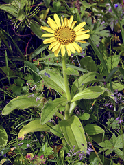 Arnica unalaschcensis