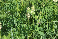 Astragalus uliginosus