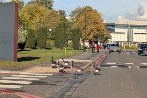Canada Goose