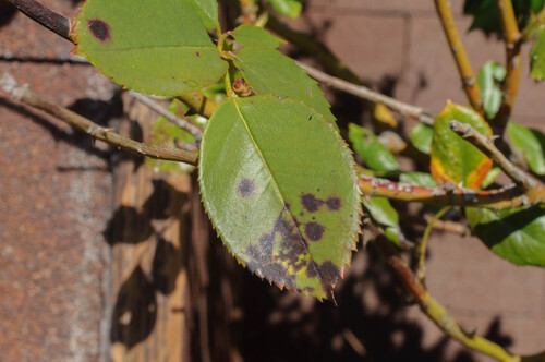 Diplocarpon observed 2026-10-05