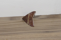 Ophisma