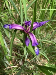 Iris graminea