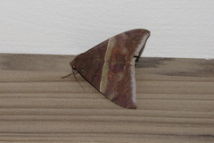 Ophisma