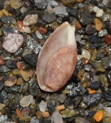 Bulla striata, 2026-10-07