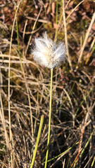 Eriophorum vaginatum