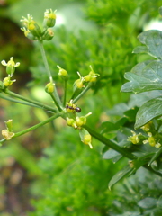 Technomyrmex jocosus