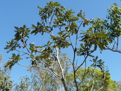 Banksia dentata