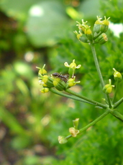 Technomyrmex jocosus