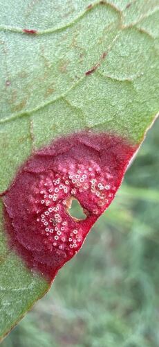 Puccinia phragmitis observed 2026-10-07