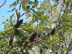 Banksia dentata