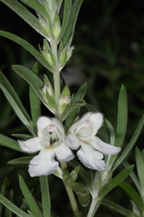 Prostanthera behriana