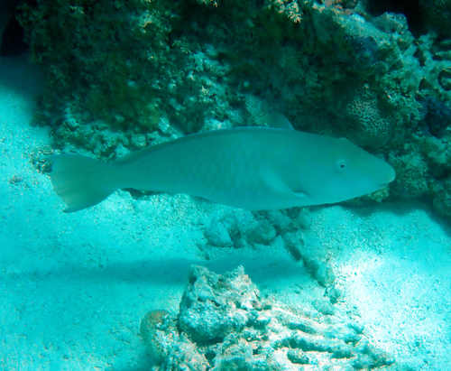 Hipposcarus longiceps observed 2026-10-06