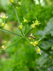 Technomyrmex jocosus