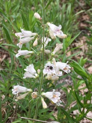 Penstemon pallidus