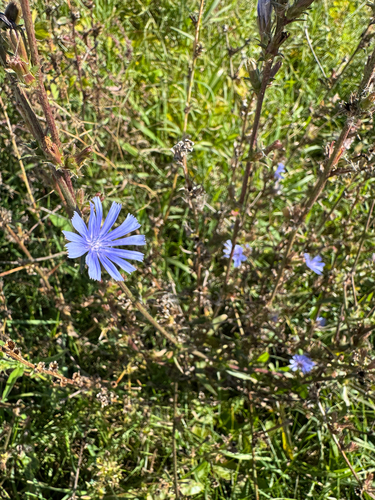 chicory