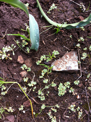Alchemilla occidentalis