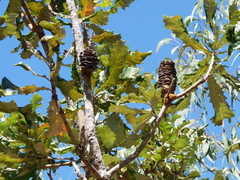 Banksia dentata