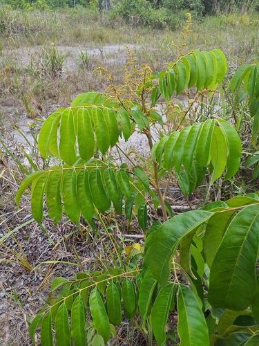 Tapirira guianensis, 2026-10-07