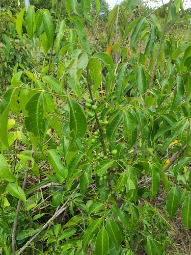 Protium heptaphyllum, 2026-10-07