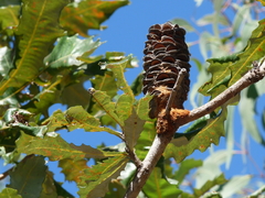 Banksia dentata