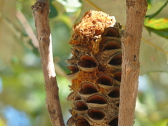 Banksia dentata