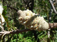 Banksia dentata