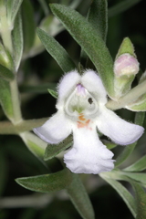Prostanthera behriana