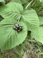 Bombus
