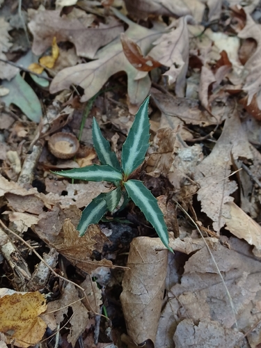 striped wintergreen
