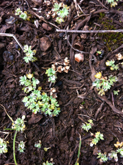 Alchemilla occidentalis