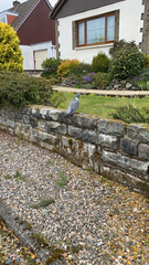 Columba palumbus