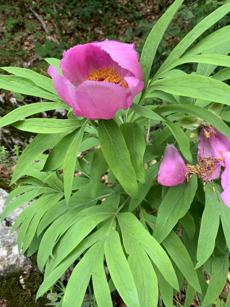 Paeonia