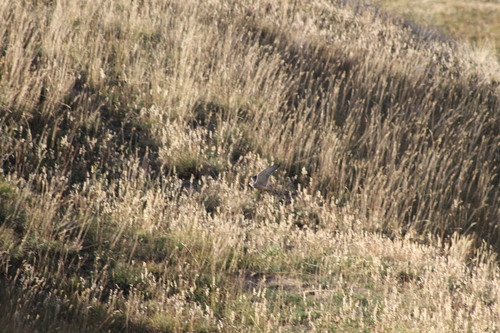 Eurasian Kestrel