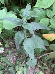 Campanula trachelium