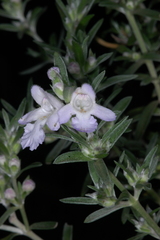 Prostanthera behriana